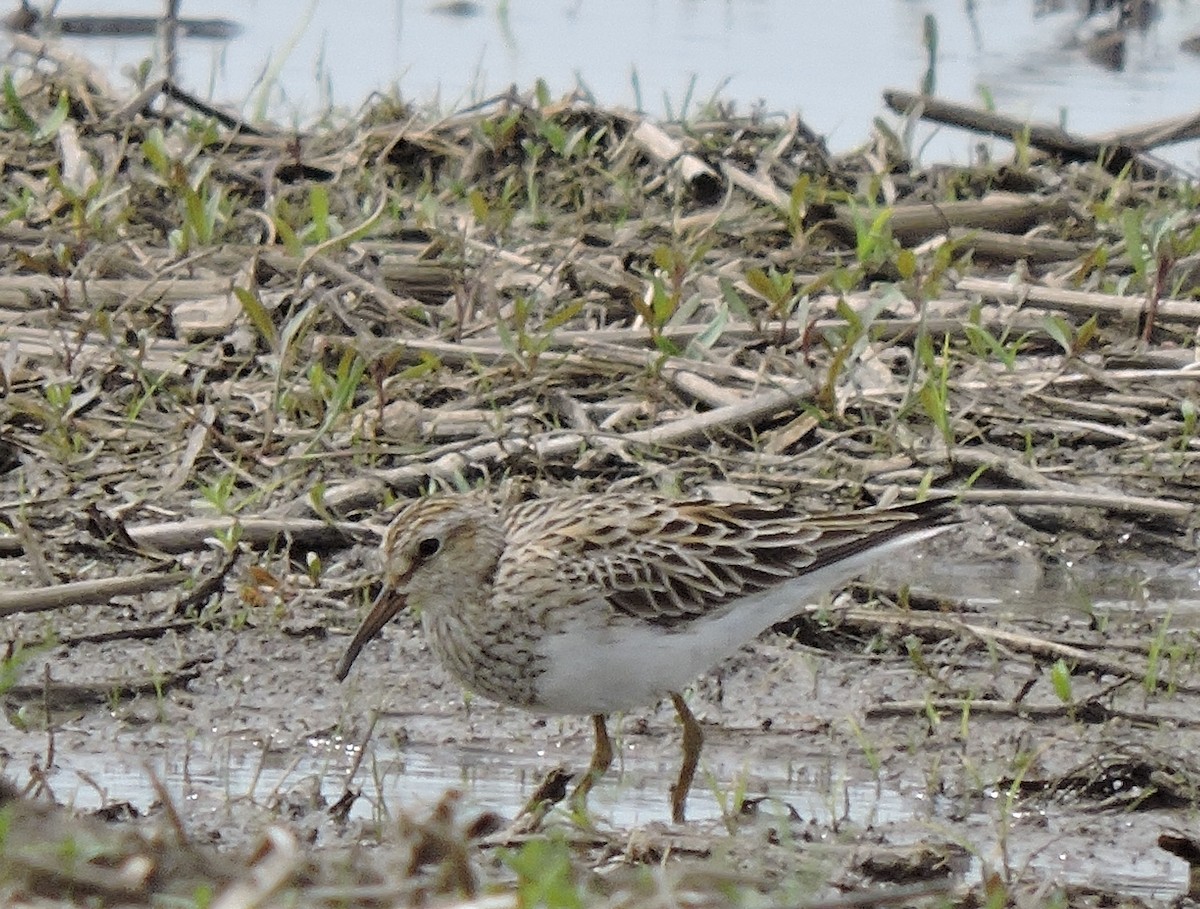 Pectoral Sandpiper - ML226356051