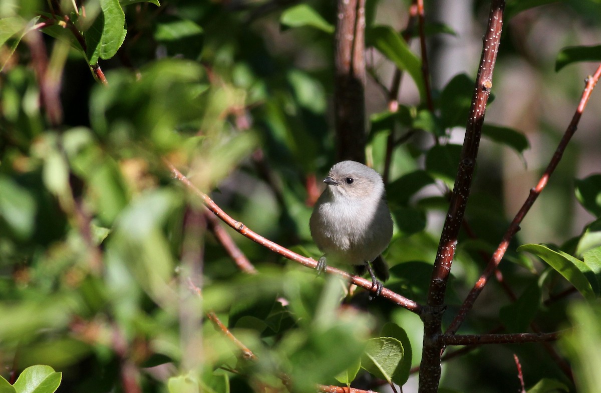 Bushtit - Jay McGowan