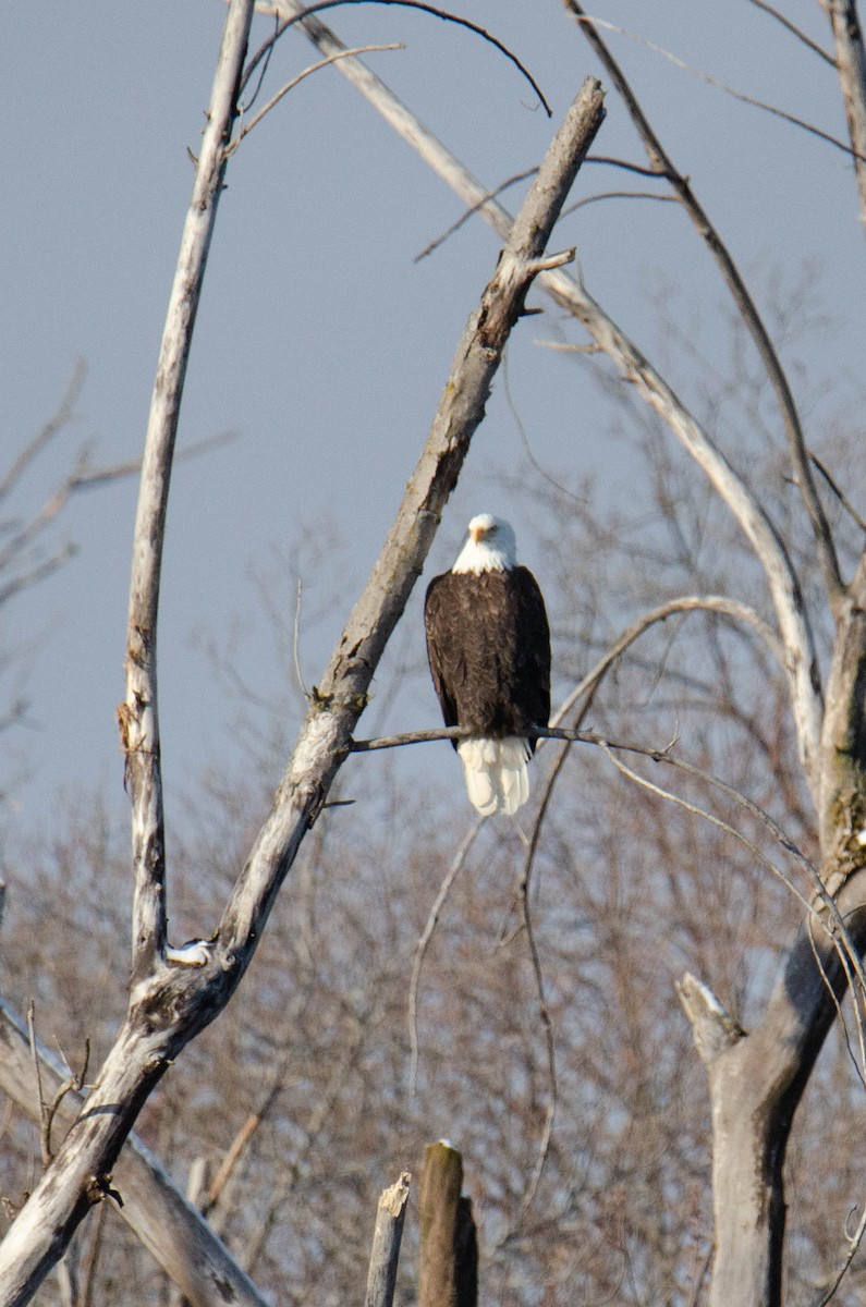 Bald Eagle - ML226356581