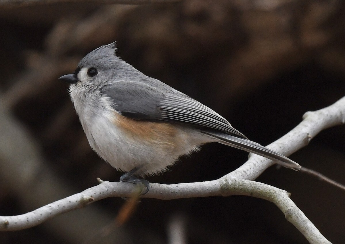 Tufted Titmouse - ML226356871