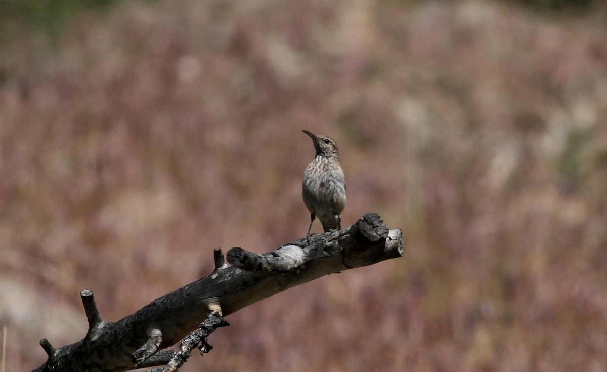 Rock Wren - ML22635701