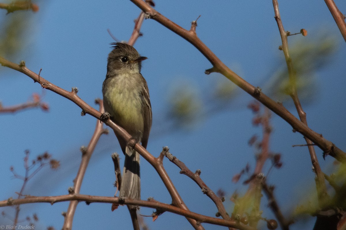 Pileated Flycatcher - ML226358241