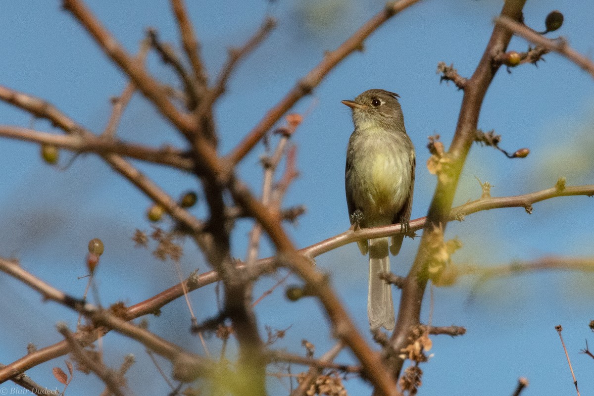 Pileated Flycatcher - Blair Dudeck