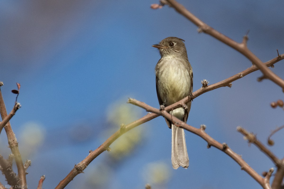 Pileated Flycatcher - ML226358291