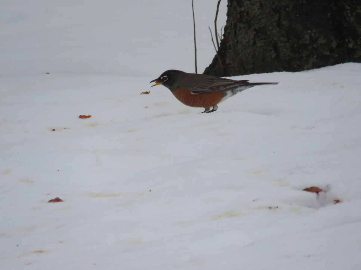 American Robin - ML22636071