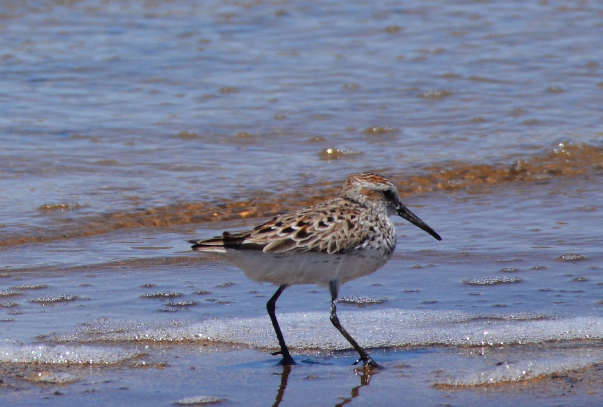 Bergstrandläufer - ML226363661