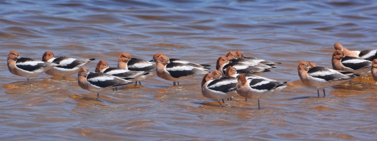 American Avocet - ML226363861