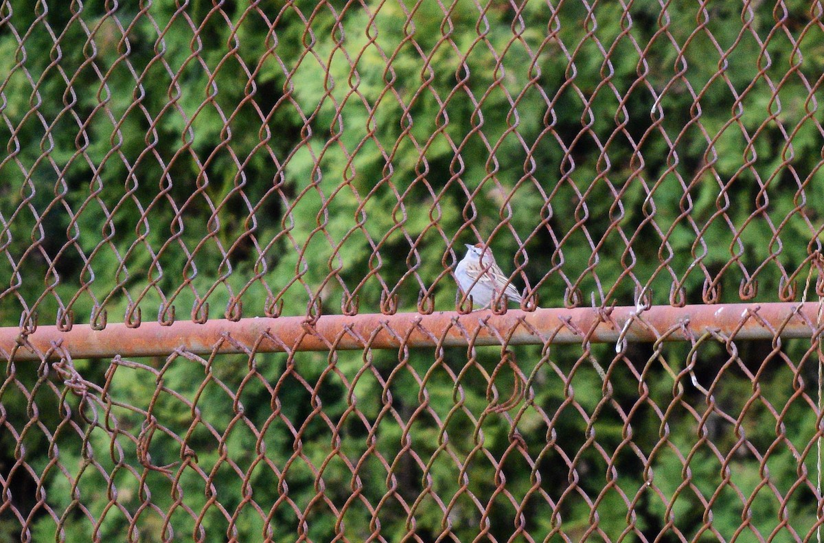 Chipping Sparrow - ML226364461