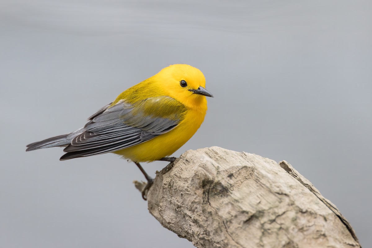 Prothonotary Warbler - ML226365711