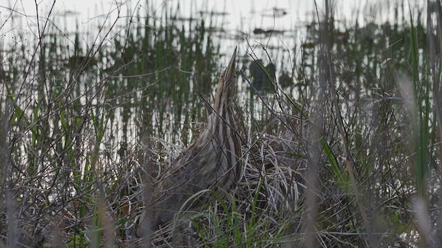 amerikarørdrum - ML226366111