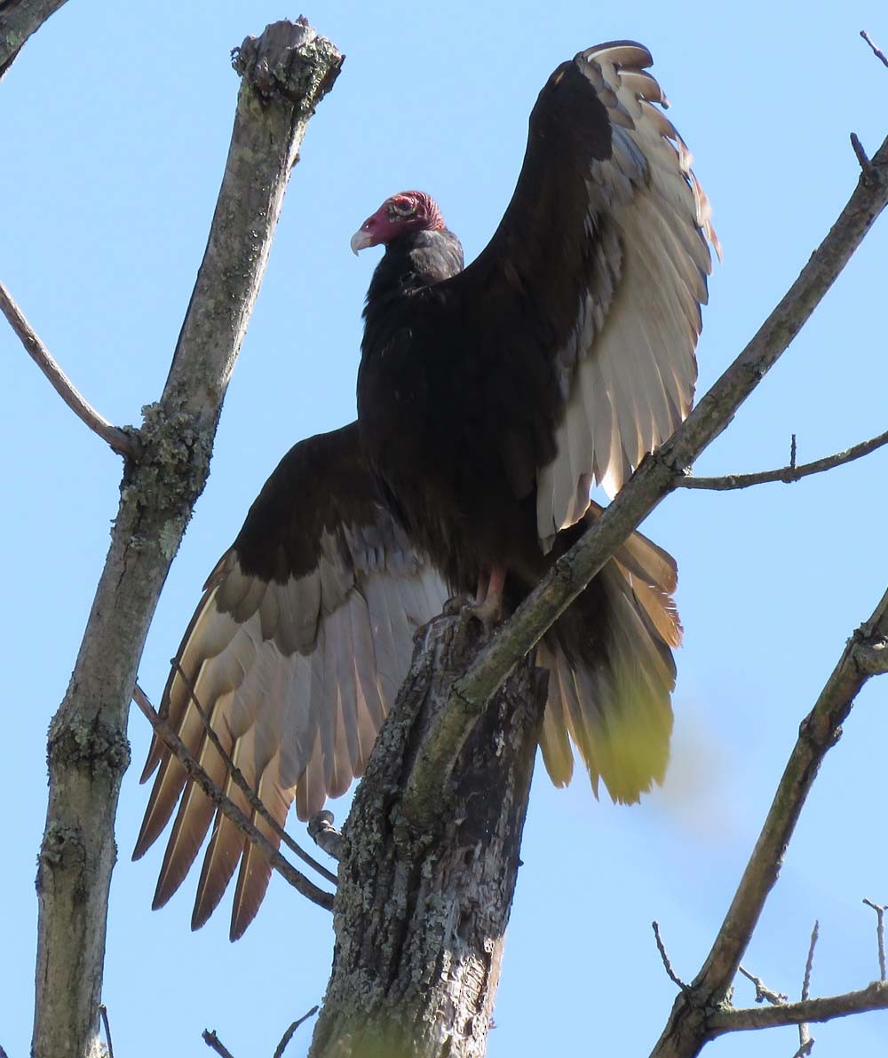 Turkey Vulture - ML226366601