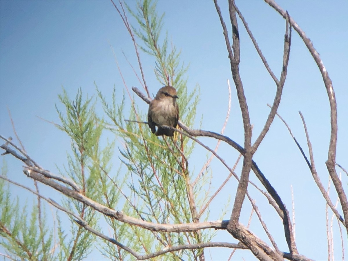 Vermilion Flycatcher - ML226366671