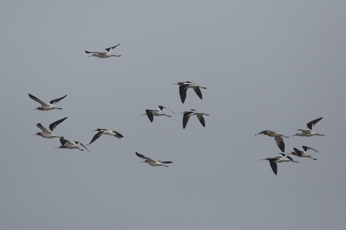 Avoceta Americana - ML226368651