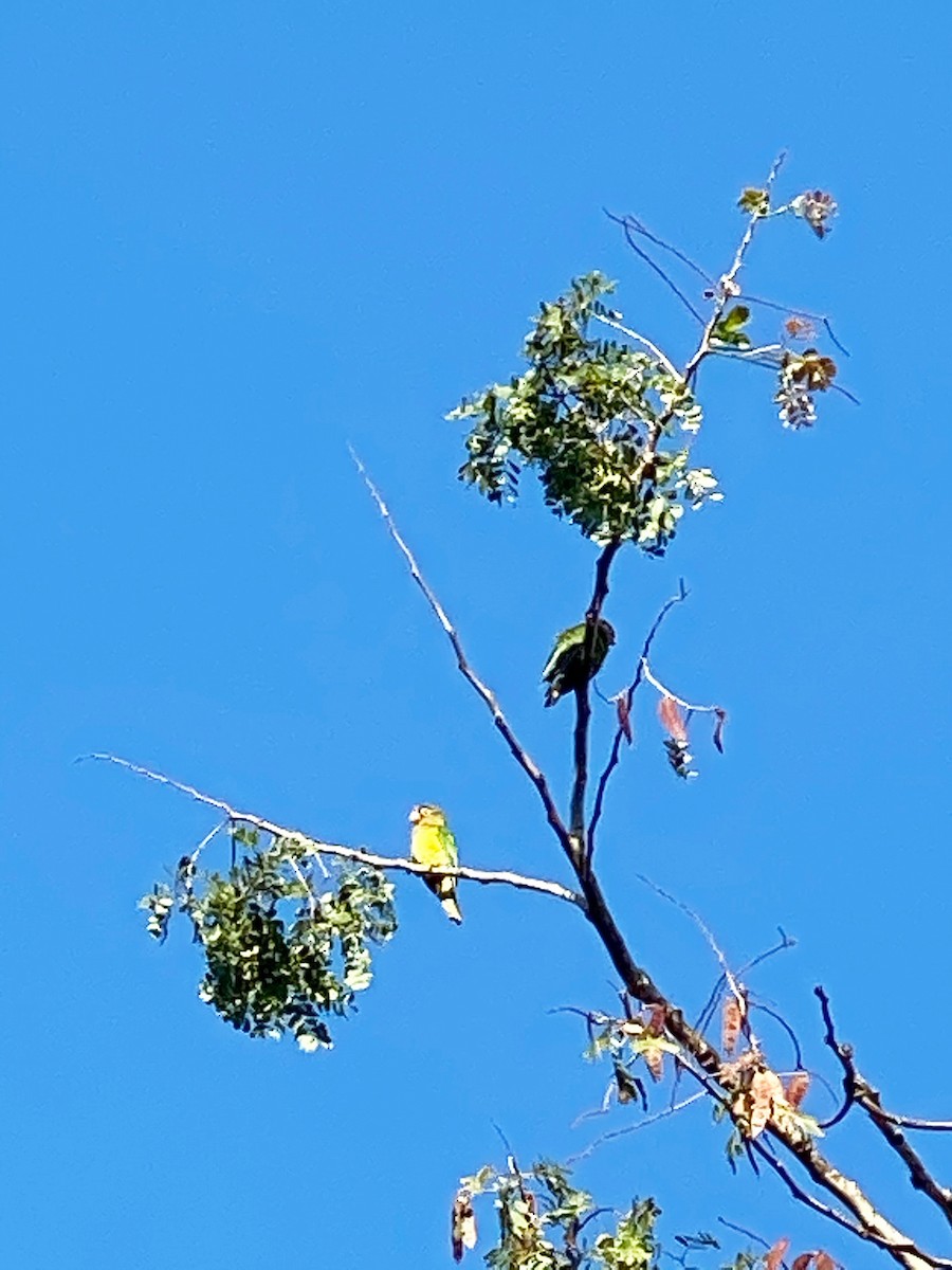 Orange-fronted Parakeet - ML226369771