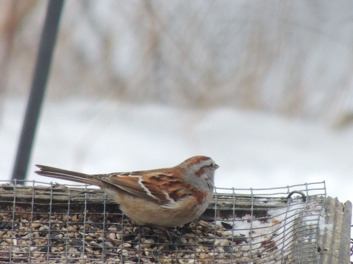 American Tree Sparrow - Melody Walsh