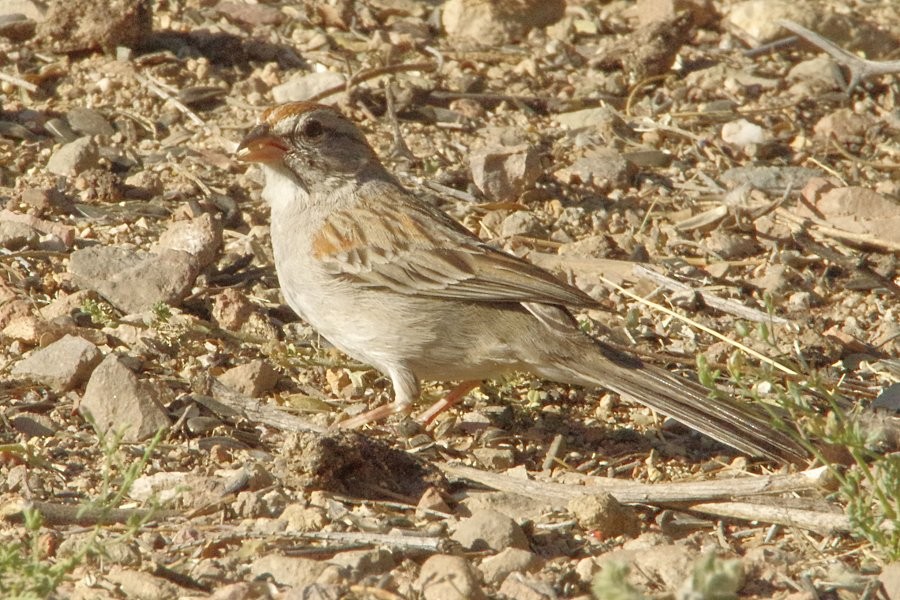 Rufous-winged Sparrow - ML226372771
