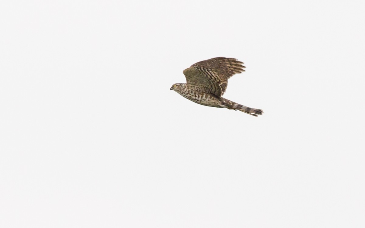 Sharp-shinned Hawk - ML226373231