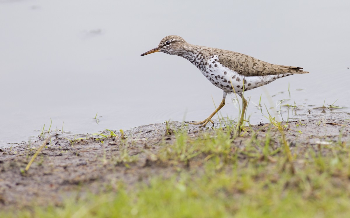 Spotted Sandpiper - Alex Eberts