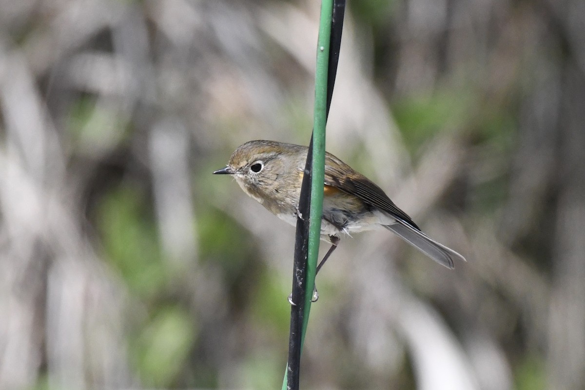 Red-flanked Bluetail - ML226374191