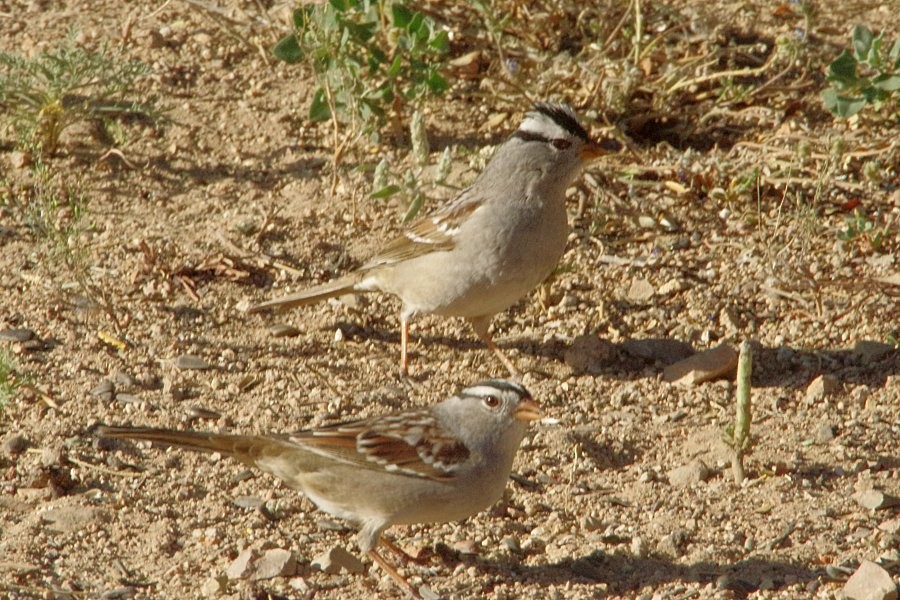 White-crowned Sparrow - Pat Goltz