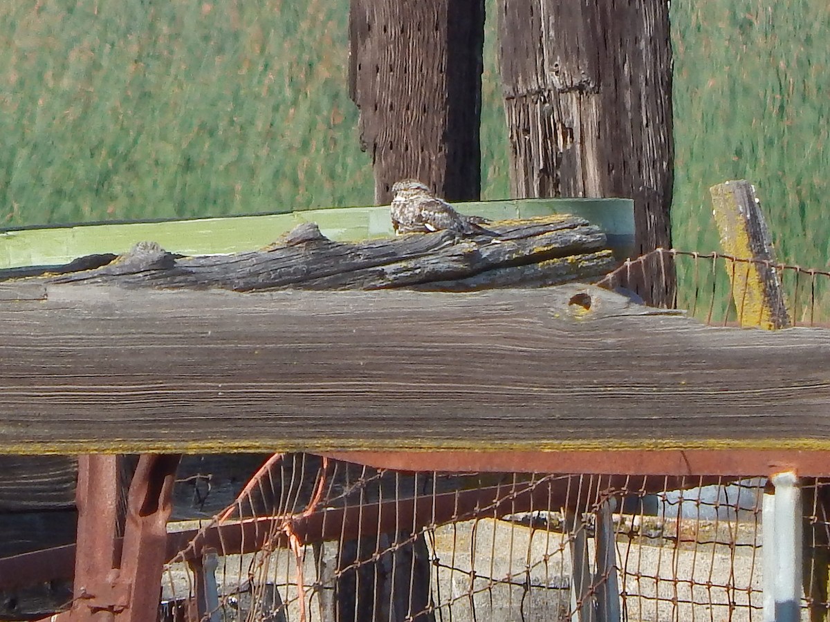 Lesser Nighthawk - ML226374961