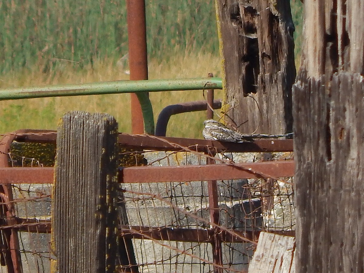 Lesser Nighthawk - ML226374991