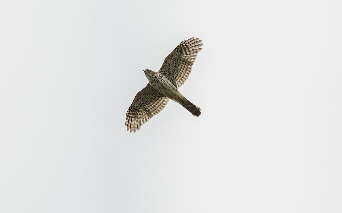 Cooper's Hawk - ML226376871