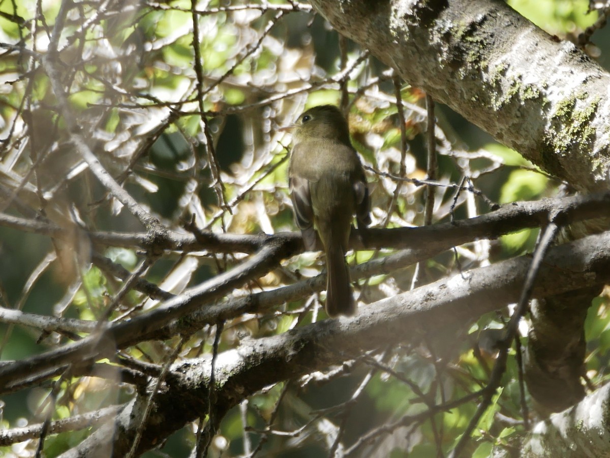 Western Flycatcher (Pacific-slope) - Barbara Coll