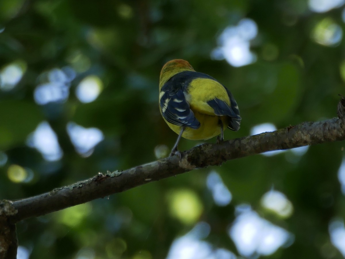 Western Tanager - ML226379621