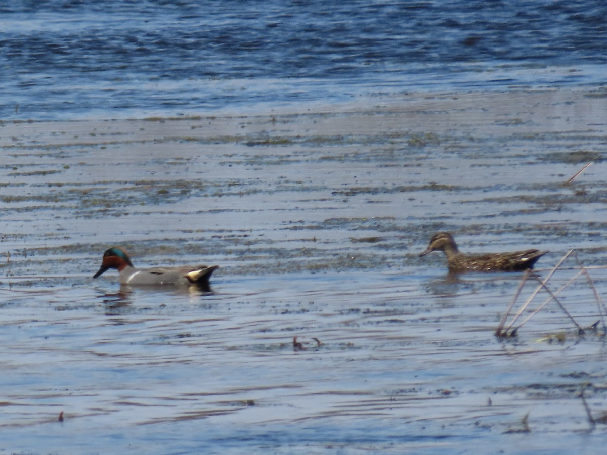 Green-winged Teal - ML226380901