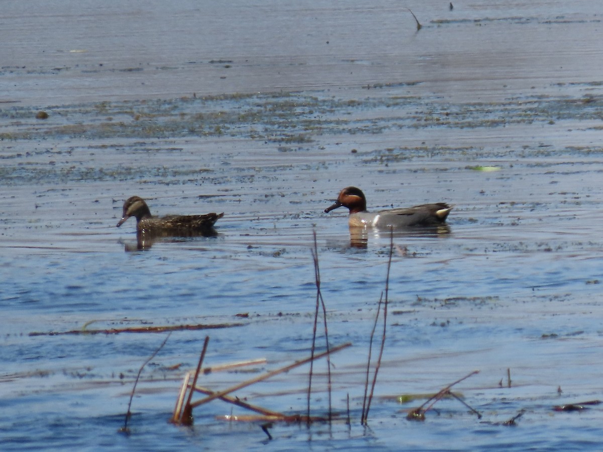 Green-winged Teal - ML226380911