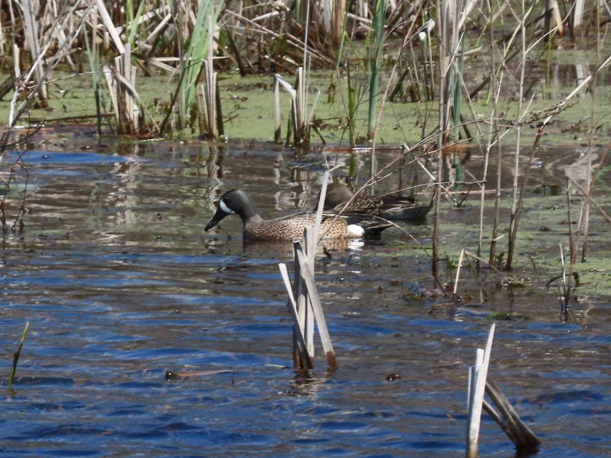 Blue-winged Teal - ML226381291