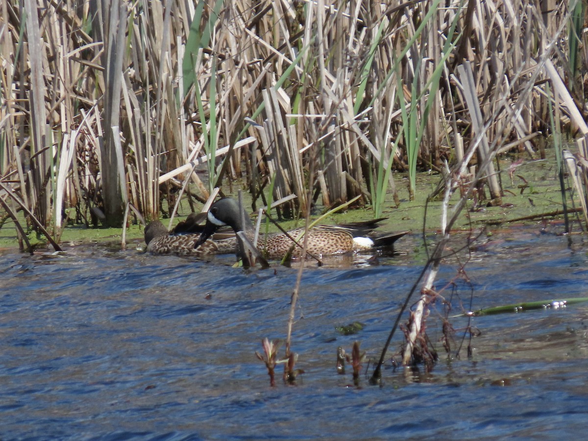 Blue-winged Teal - ML226381301