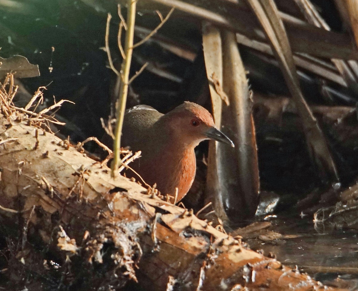 Ruddy-breasted Crake - ML226381521