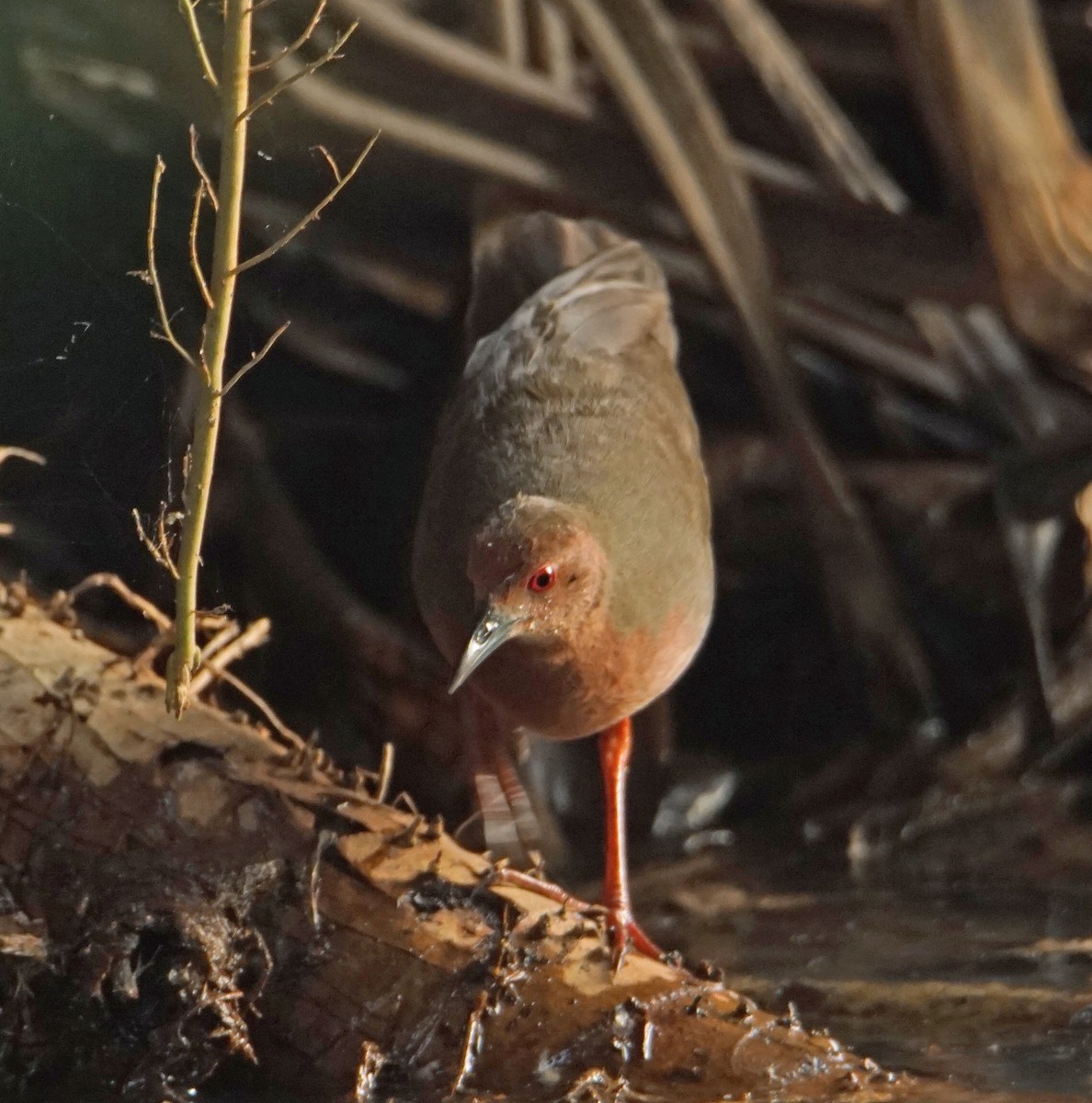 Ruddy-breasted Crake - ML226381551