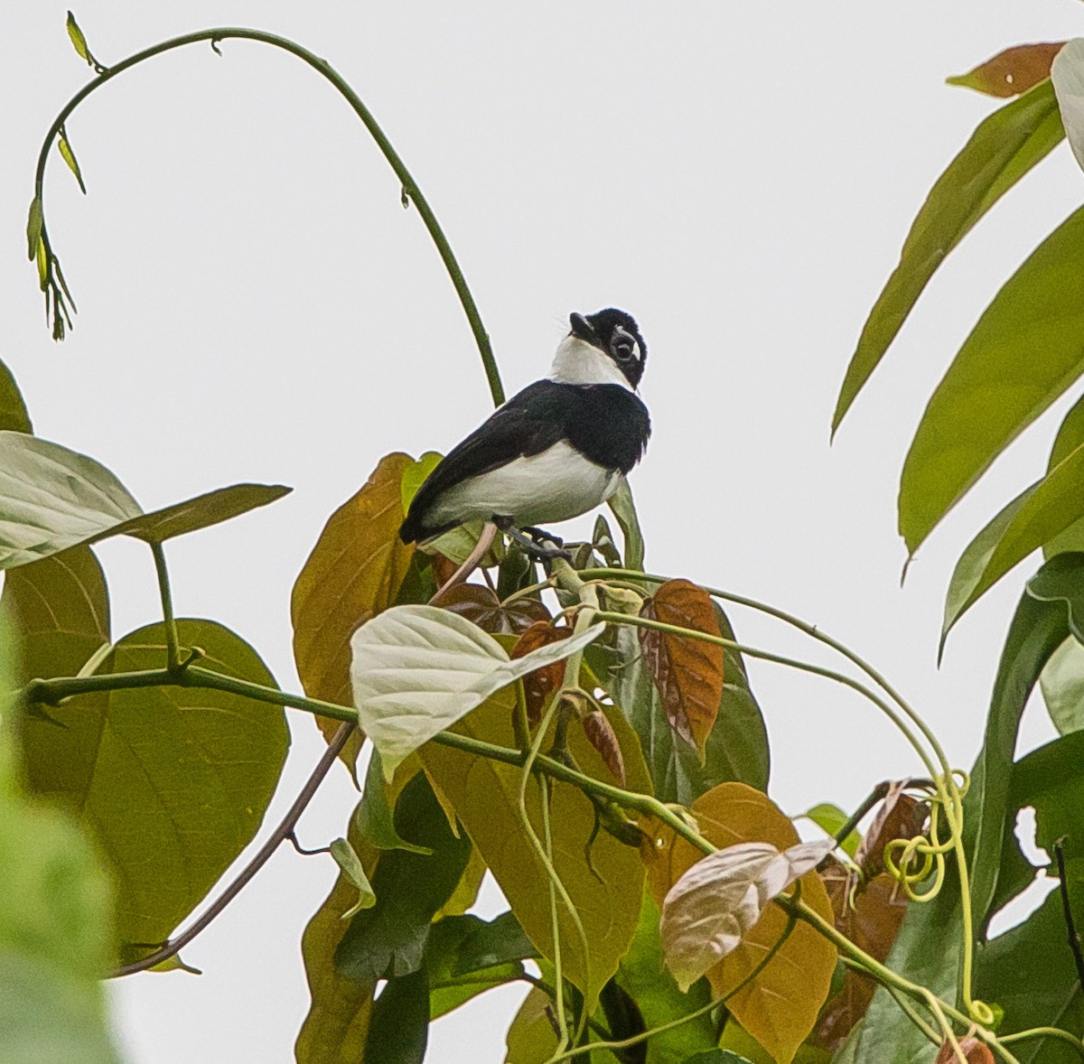 White-spotted Wattle-eye - ML226381901