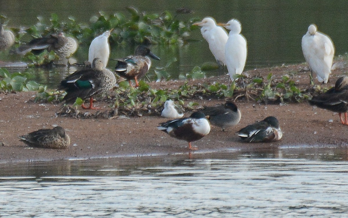 Green-winged Teal - Gaja mohanraj