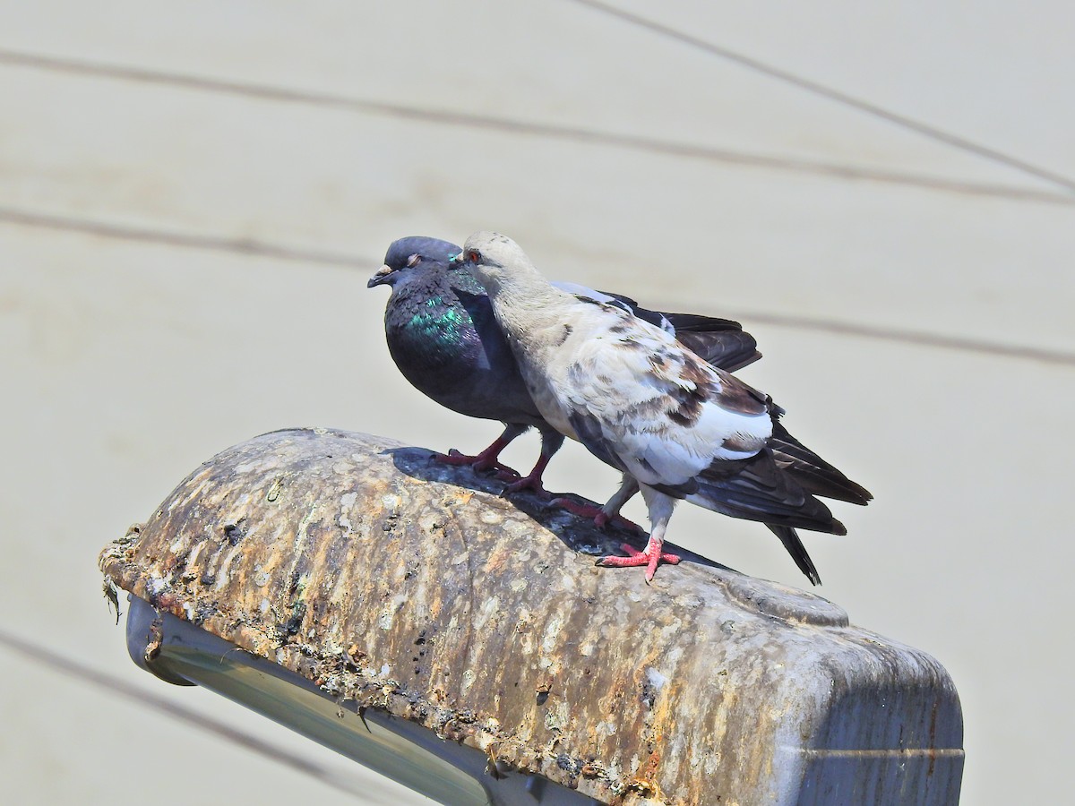 Rock Pigeon (Feral Pigeon) - Omar Custodio - CORBIDI