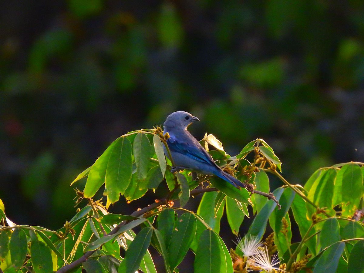 Blue-gray Tanager - ML226382871