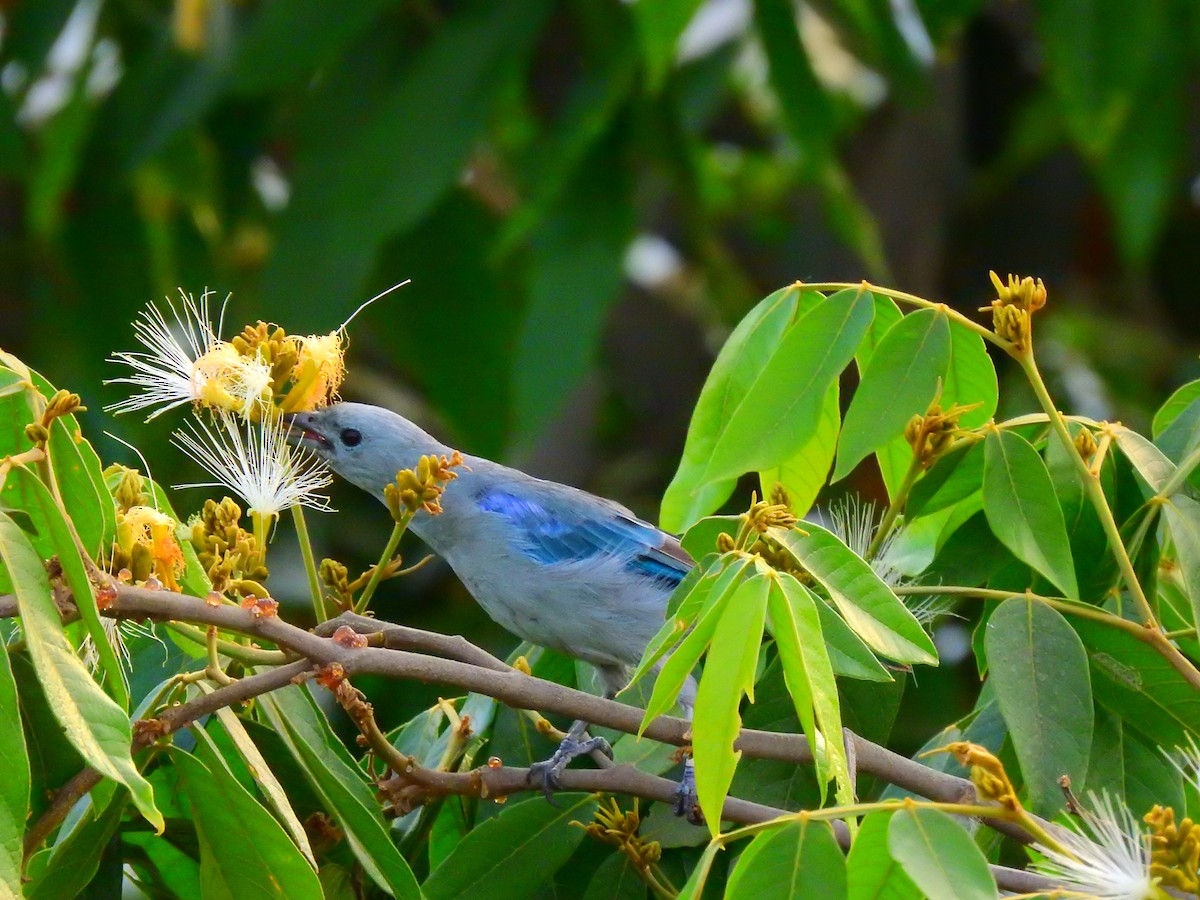 Blue-gray Tanager - ML226382881