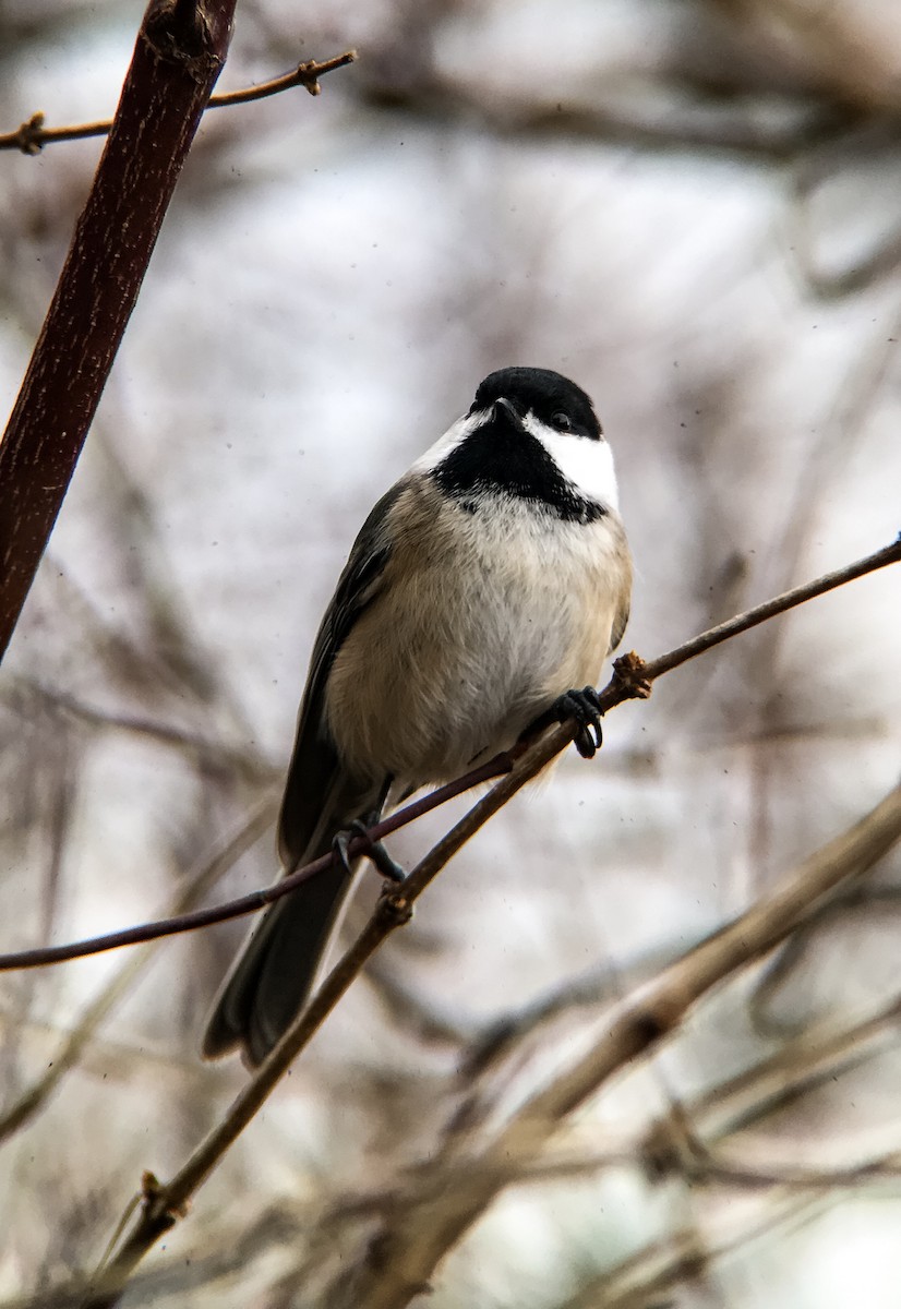 Carolina/Black-capped Chickadee - Frank Dickman