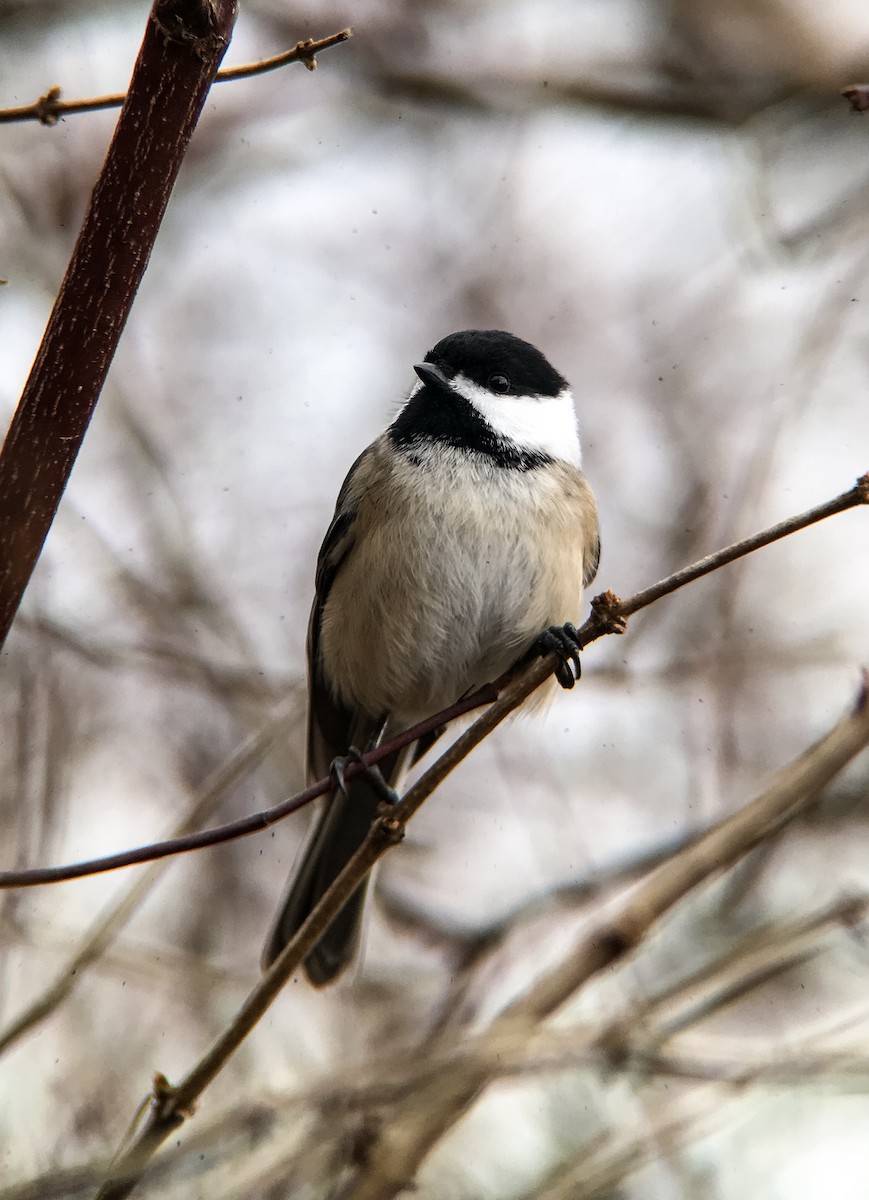 Carolina/Black-capped Chickadee - ML22638321