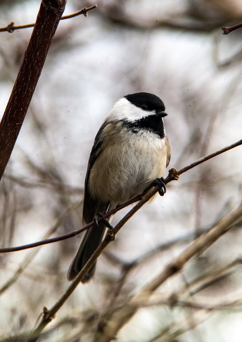 Carolina/Black-capped Chickadee - ML22638331