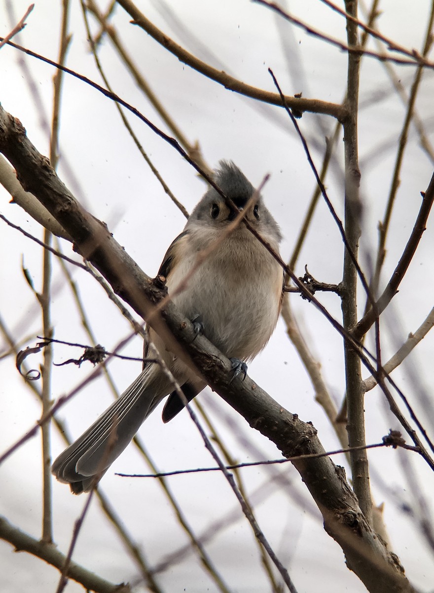 Tufted Titmouse - Frank Dickman