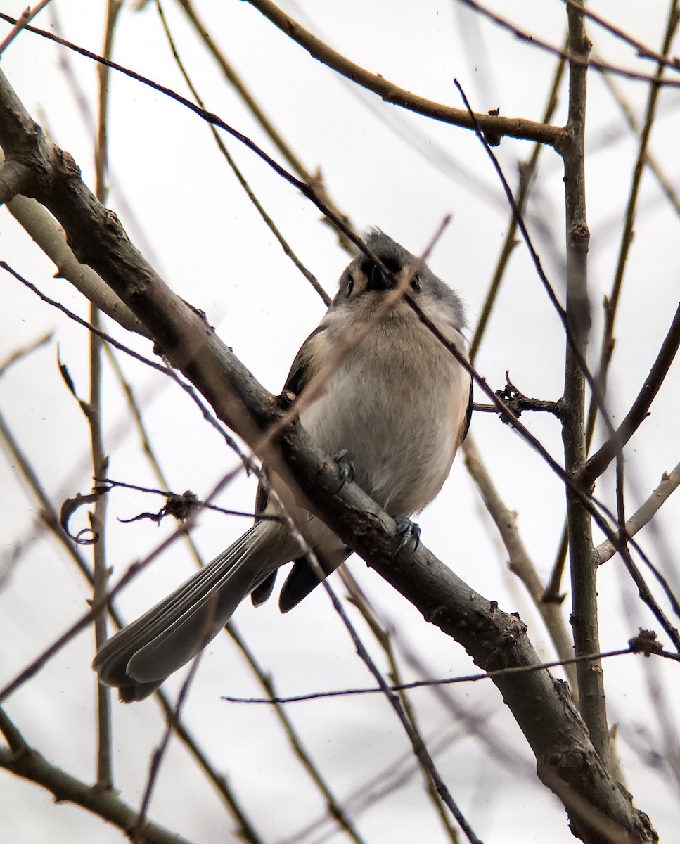 Tufted Titmouse - ML22638401