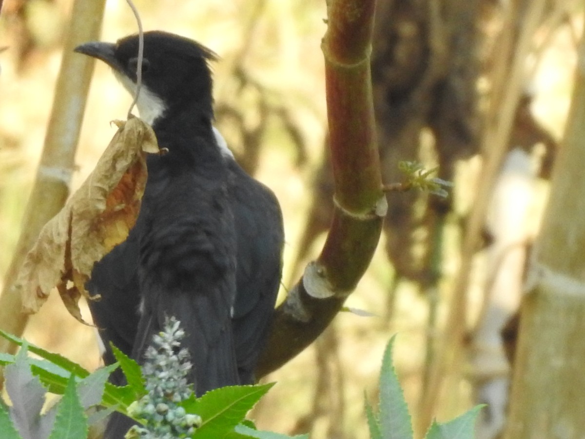 斑翅鳳頭鵑 - ML226384351