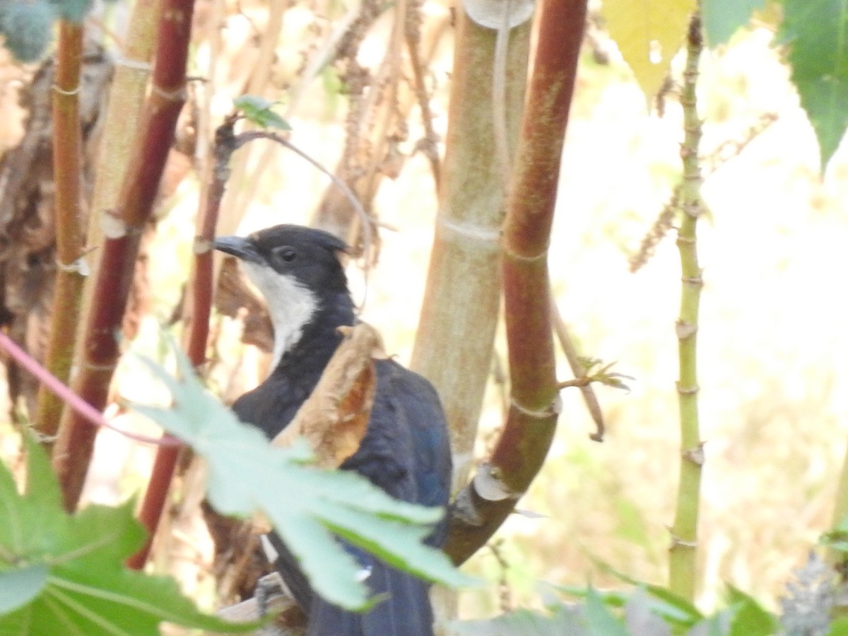 斑翅鳳頭鵑 - ML226384401