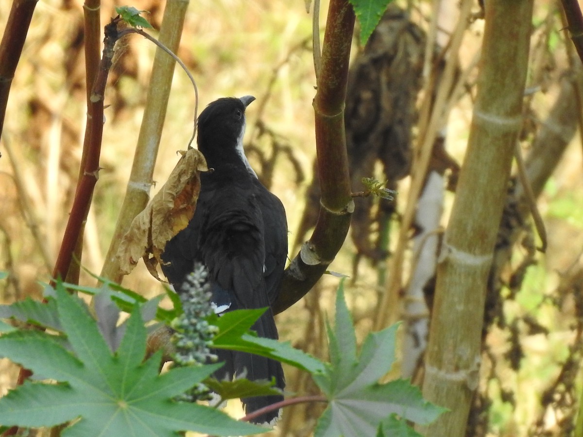 斑翅鳳頭鵑 - ML226384421