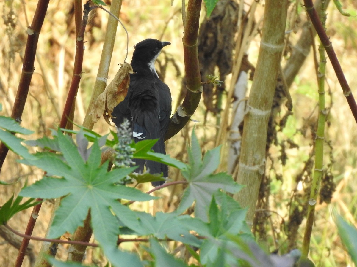 斑翅鳳頭鵑 - ML226384471