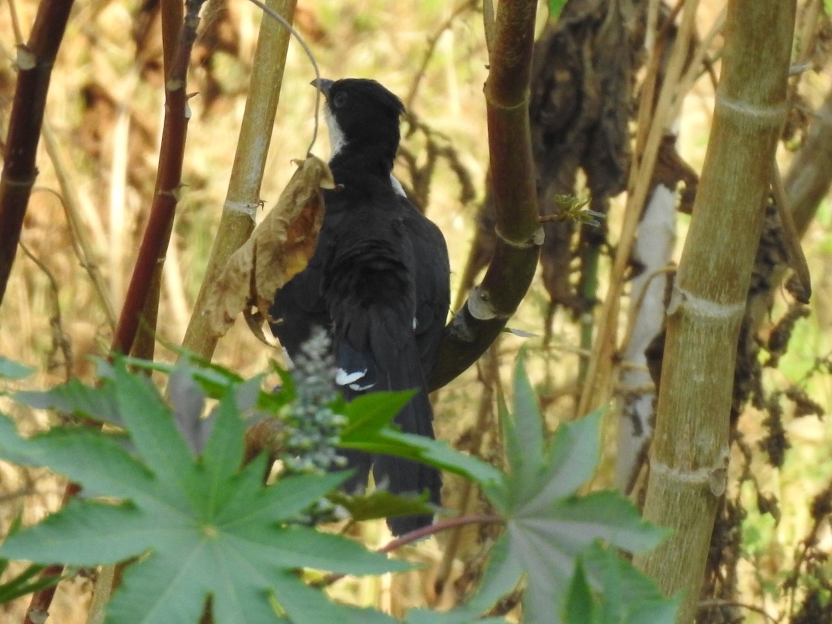 斑翅鳳頭鵑 - ML226384551